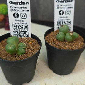 Conophytum truncatum