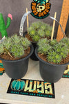 Deutercohnia brevifolia