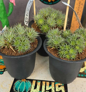 Deutercohnia brevifolia