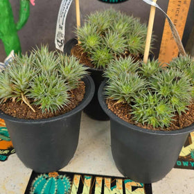 Deutercohnia brevifolia