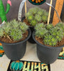 Deutercohnia brevifolia