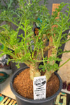 Pelargonium laxum