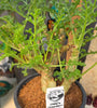 Pelargonium laxum