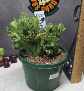 Euphorbia lactea f. cristata