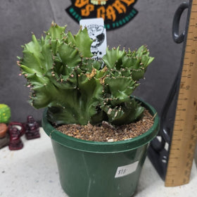 Euphorbia lactea f. cristata