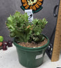 Euphorbia lactea f. cristata
