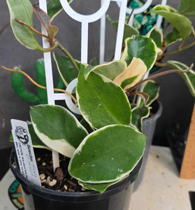 Hoya 'Crimson Queen'