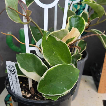 Hoya 'Crimson Queen'