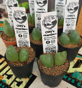 Conophytum bilobum (Double)