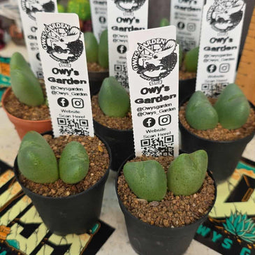 Conophytum bilobum (Double)