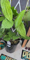 Hoya verticillata 'chaing mai