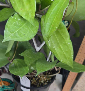 Hoya verticillata 'chaing mai