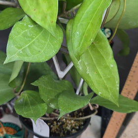 Hoya verticillata 'chaing mai