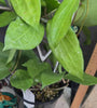 Hoya verticillata 'chaing mai