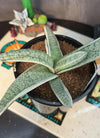 Gasteria batesiana 'variegated' White form