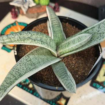 Gasteria batesiana 'variegated' White form