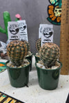 Echinocereus fitchii