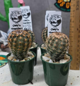 Echinocereus fitchii