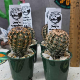 Echinocereus fitchii