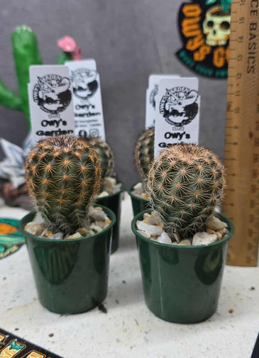 Echinocereus fitchii