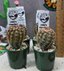 Echinocereus fitchii