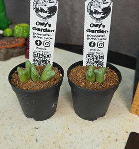 Conophytum marginatum