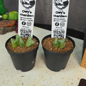 Conophytum marginatum