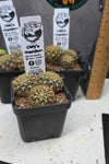 Sulcorebutia candiae