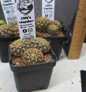 Sulcorebutia candiae