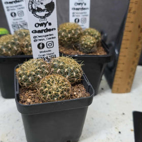 Sulcorebutia candiae