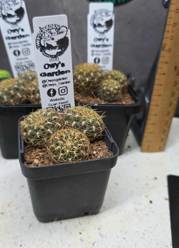 Sulcorebutia candiae