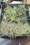 Tillandsia Mixed Species Starter Pack 01