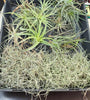 Tillandsia Mixed Species Starter Pack 01