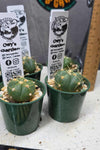 Gymnocalycium buenekeri