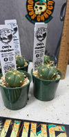 Gymnocalycium buenekeri