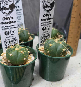 Gymnocalycium buenekeri