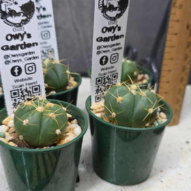 Gymnocalycium buenekeri