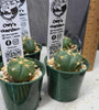 Gymnocalycium buenekeri