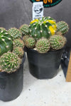 Echinopsis eyriesii Variegata