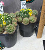 Echinopsis eyriesii Variegata