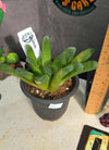 Haworthia 'Fingers'