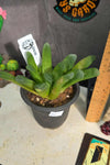 Haworthia 'Fingers'