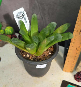 Haworthia 'Fingers'