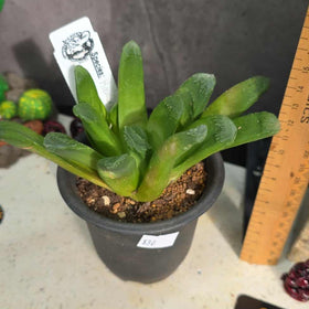 Haworthia 'Fingers'