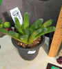 Haworthia 'Fingers'