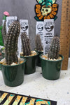 Setiechinopsis mirabilis