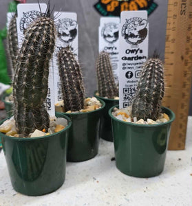 Setiechinopsis mirabilis