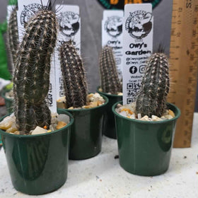 Setiechinopsis mirabilis
