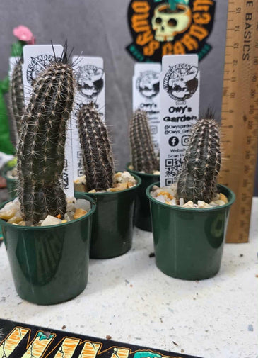 Setiechinopsis mirabilis