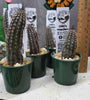 Setiechinopsis mirabilis